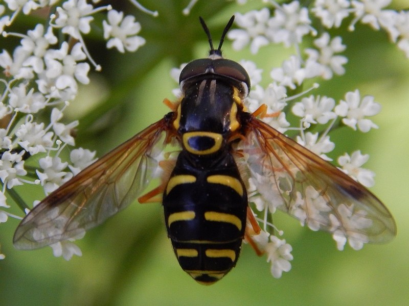 Serie di Syrphidae del Parco del Ticino